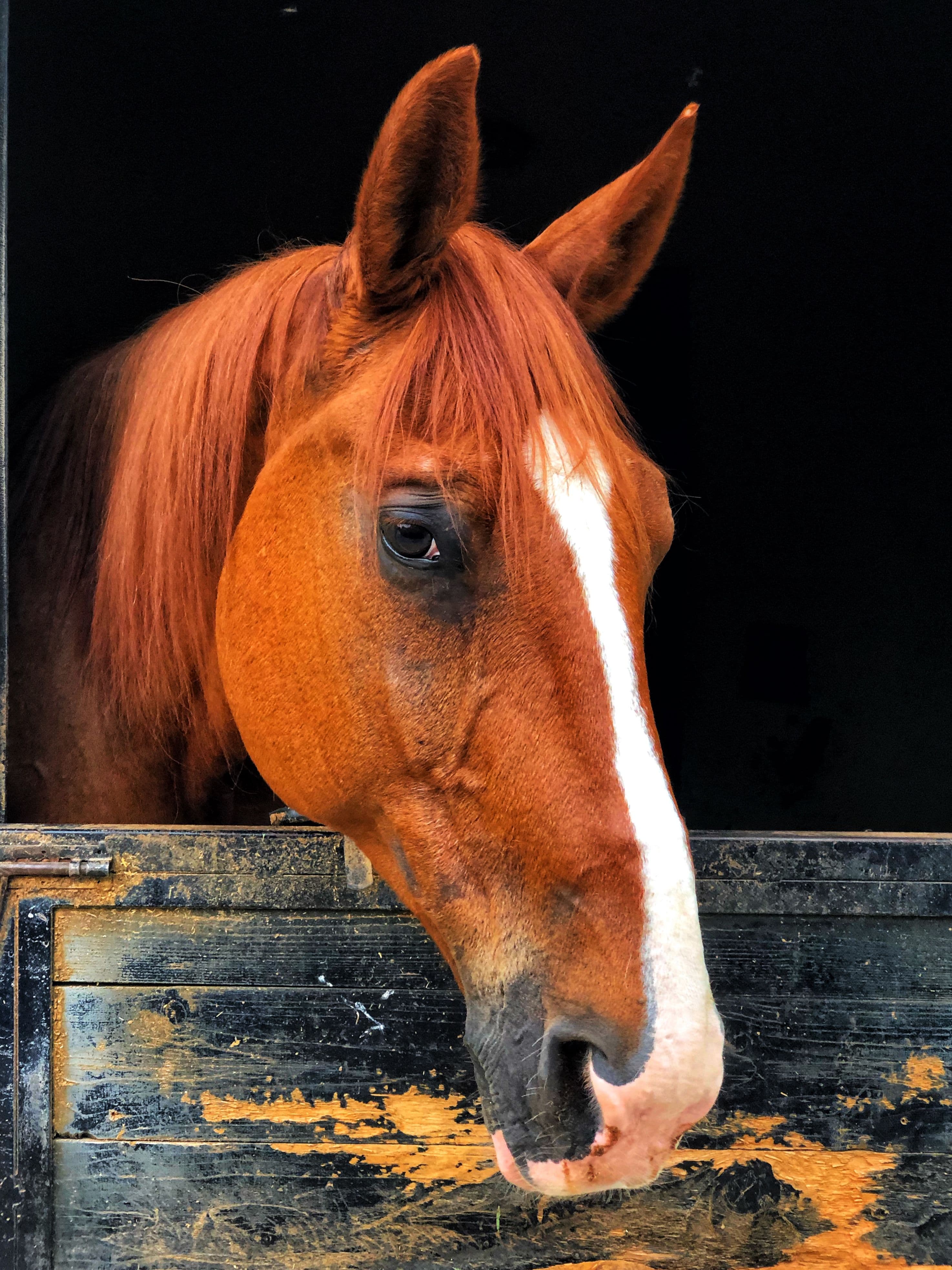 Golden Furlong
